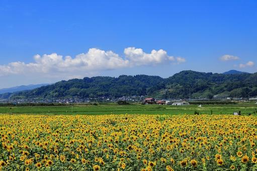 中山町のひまわり畑 中山町のひまわり畑の写真