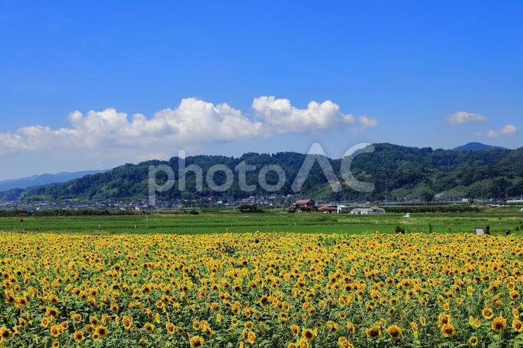 中山町のひまわり畑 向日葵,花,夏の写真素材