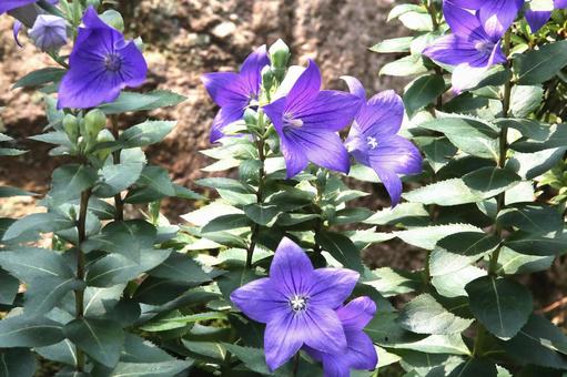 桔梗の花 植物,花,花びらの写真素材