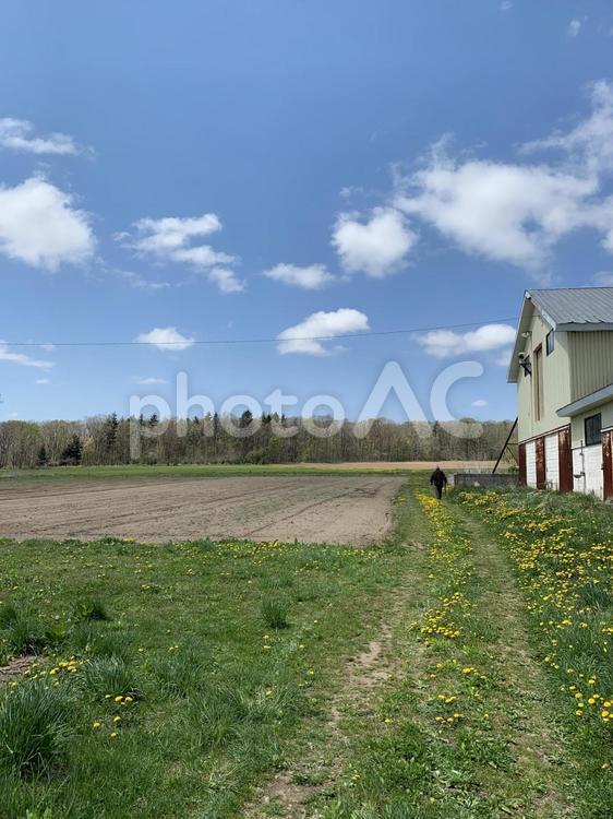 北海道の畑 畑,風景,草の写真素材