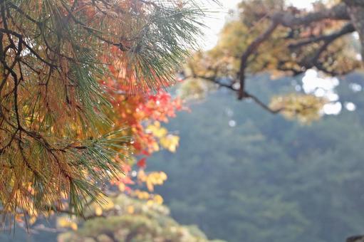 松の露 松の露の写真