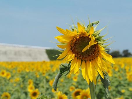 ひまわり畑 ひまわり畑 ひまわり,向日葵,夏の写真素材