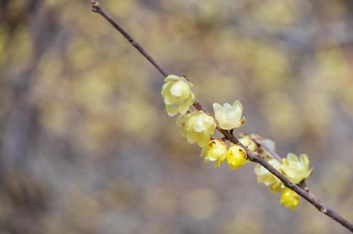満開のロウバイの花の写真