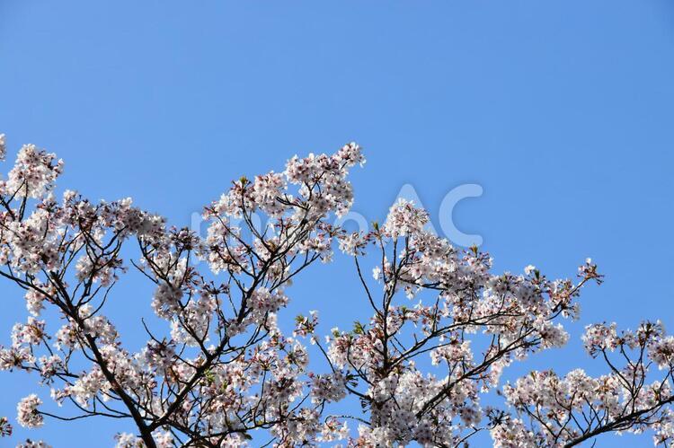 桜（染井吉野） 桜,染井吉野,青空の写真素材