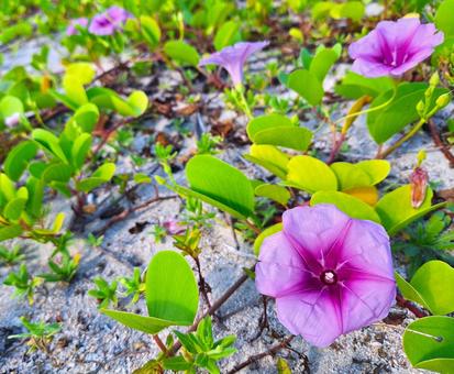 グンバイヒルガオ① グンバイヒルガオ,花,接写の写真素材