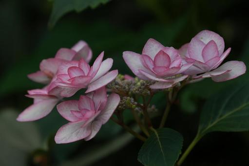 ガクアジサイ ガクアジサイ,アジサイ,花の写真素材