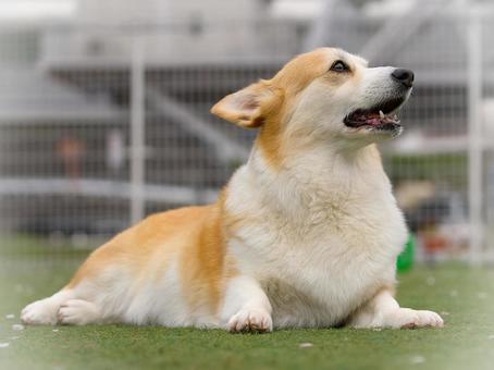 コーギーのポートレート コーギーのポートレート 犬,コーギー,ウェルシュコーギーの写真素材