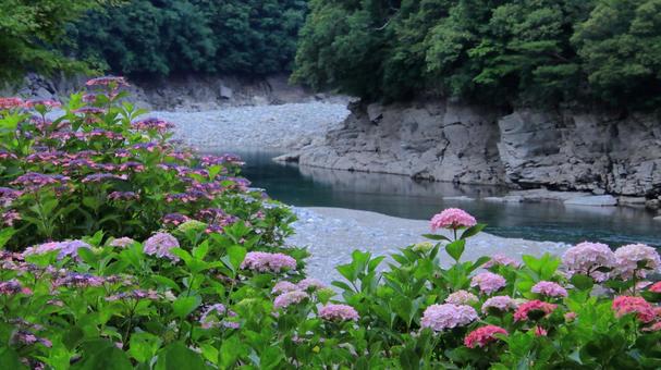 川辺に咲く紫陽花-3 川辺に咲く紫陽花-3の写真