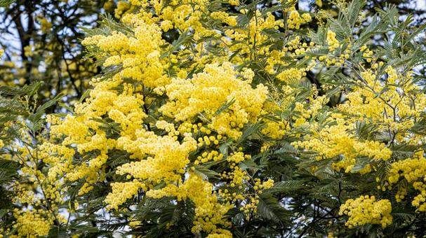 満開になったミモザ｜16:9 ミモザ,花,春の写真素材