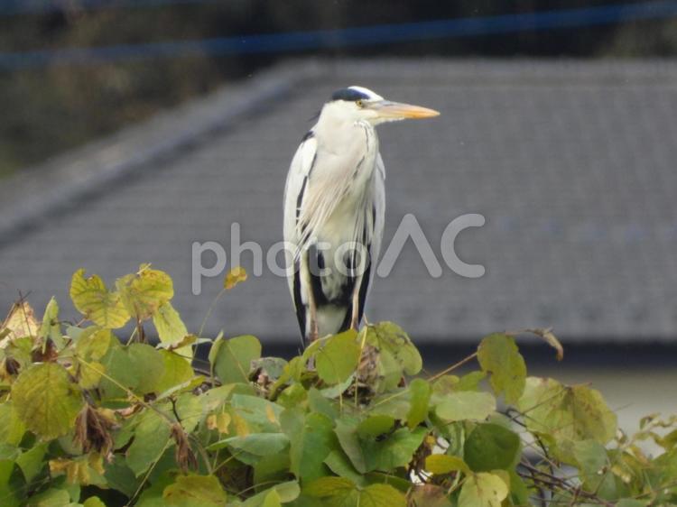 近所の小川で撮ったアオサギ 野鳥,自然,バードウォッチングの写真素材