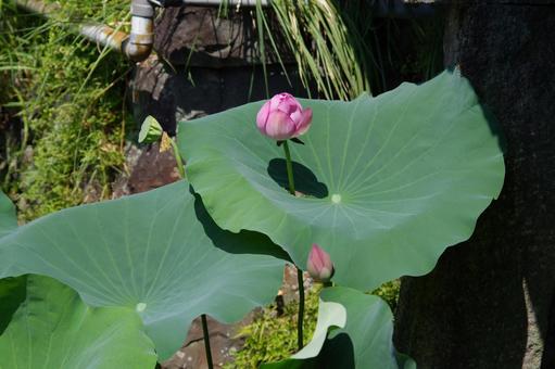 蓮の写真