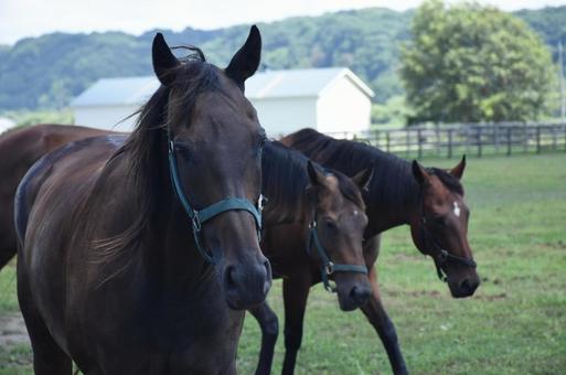 3匹のアップの馬 3匹のアップの馬の写真