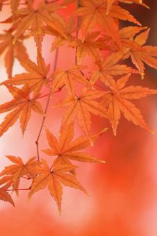 Autumn colors, JPG Autumn colors, autumn leaves, yellow leaves, red, JPG