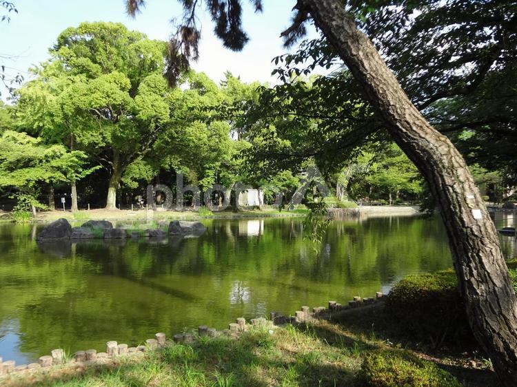 池のある風景1 池,公園,景色の写真素材