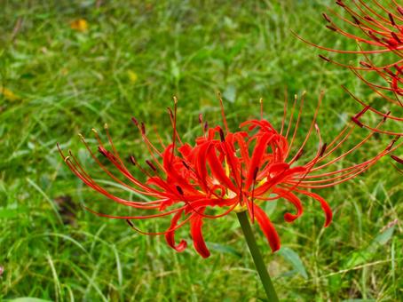 曼殊沙華 曼殊沙華の写真