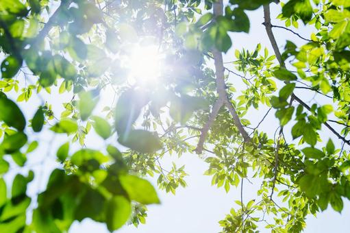 Tree, leaf, leaf, sunbeams leaves, JPG