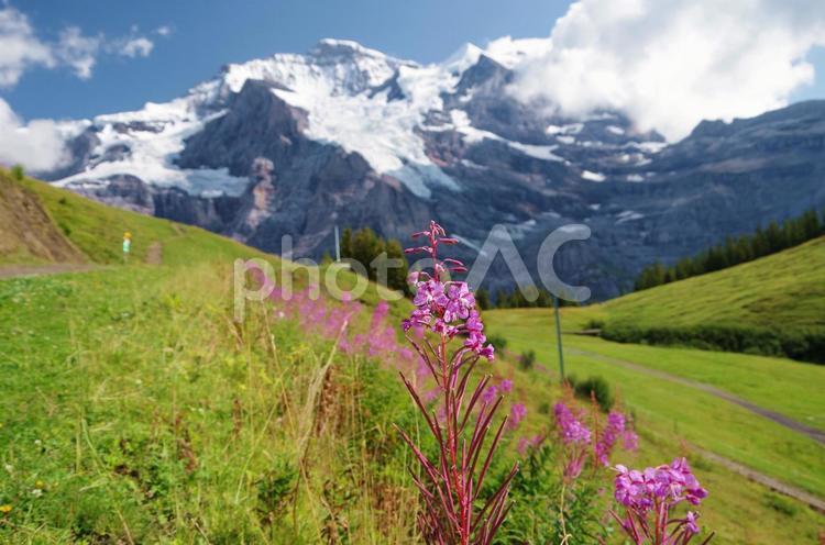 スイス　花とアルプスの絶景 スイス,アルプス,氷河の写真素材