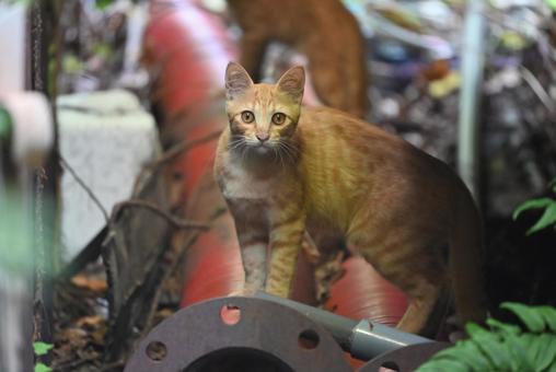 福井県若狭町の野良ちゃん 福井県若狭町の野良ちゃん ブチ,しまみけ,癒しの写真素材