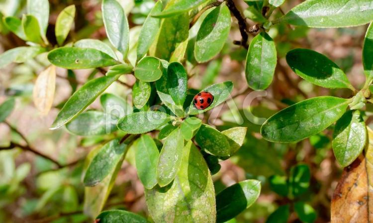日向ぼっこするてんとう虫2 てんとう虫,テントウムシ,啓蟄の写真素材