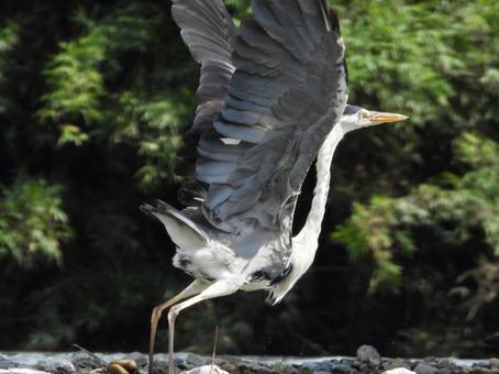 飛び立つアオサギ 飛び立つアオサギの写真