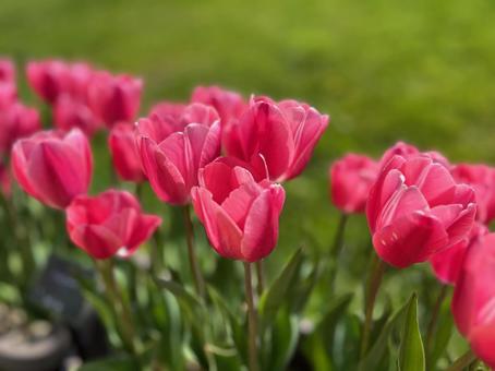 チューリップ チューリップの写真