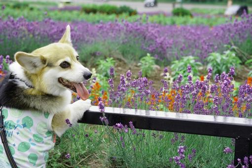 Photo, corgi, flower garden, lavender, 