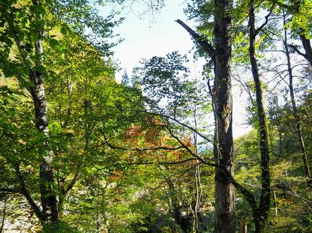 森６ 森,森の中,木の写真素材