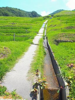 白米千枚田の棚田 白米千枚田の棚田 棚田,能登半島,地震の写真素材
