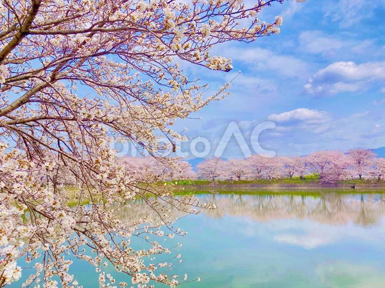 青空と水面に映える桜 さくら,サクラ,桜の写真素材
