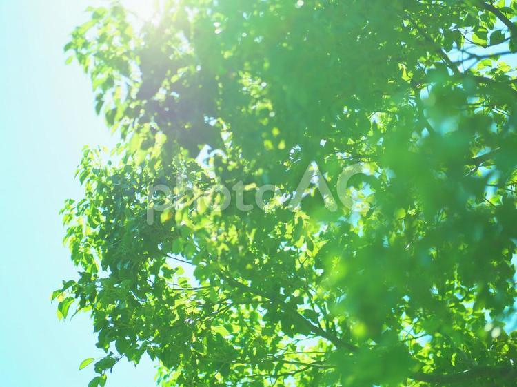 オールドレンズで撮ってみました 緑,木,オールドレンズの写真素材