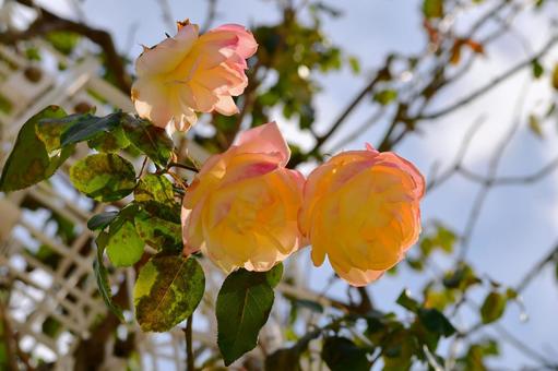 黄色い薔薇 黄色い薔薇の写真