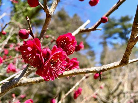 早春に咲く紅梅 早春に咲く紅梅 梅,ウメ,花の写真素材