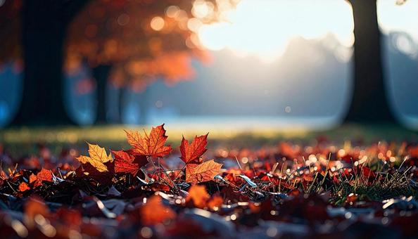 落葉した赤い紅葉いっぱいの地面 落葉した赤い紅葉いっぱいの地面の写真