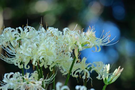 激情之花, JPG 激情之花, higambana, cluster amaryllis, flower, JPG