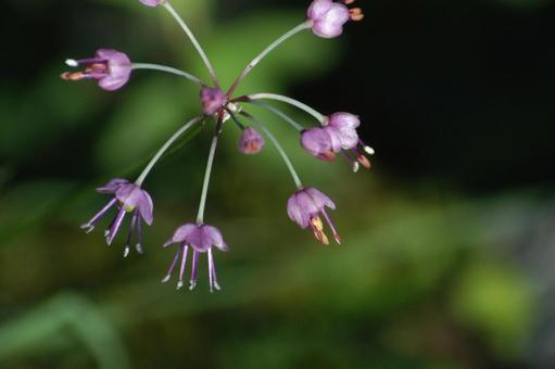 らっきょうの花 らっきょうの花 花,ピンク,らっきょうの写真素材