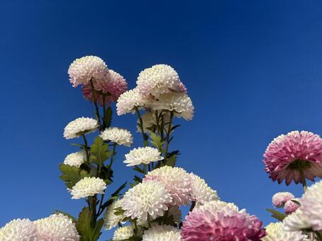 菊と青空２ 菊,紫,白の写真素材