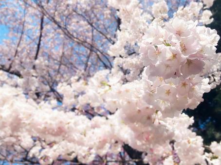 桜 桜の写真