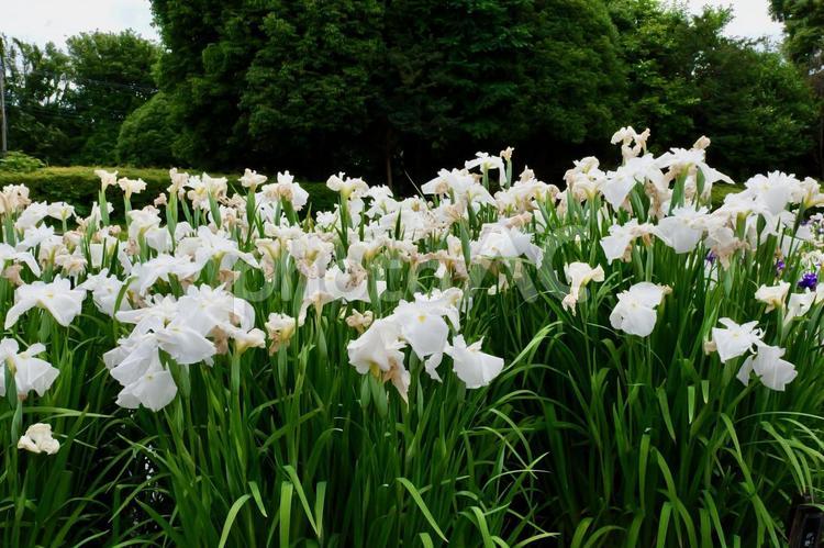 相模原公園の花菖蒲 ハナショウブ,相模原公園,見頃の写真素材