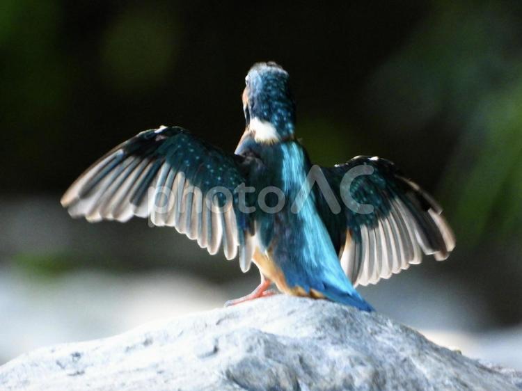 羽を広げるカワセミ 鳥,野鳥,カワセミの写真素材