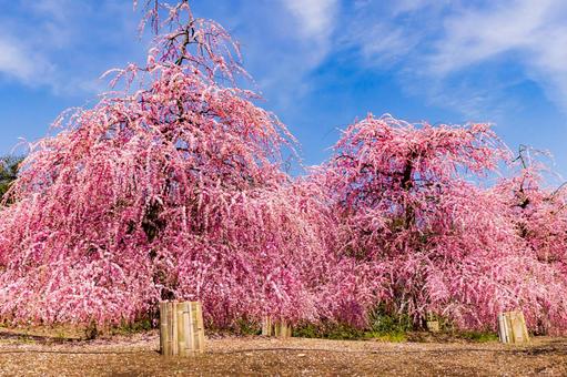 Plum garden 3 in Suzuka Forest Garden, Mie Prefecture, suzuka forest garden, mie prefecture, plum, JPG