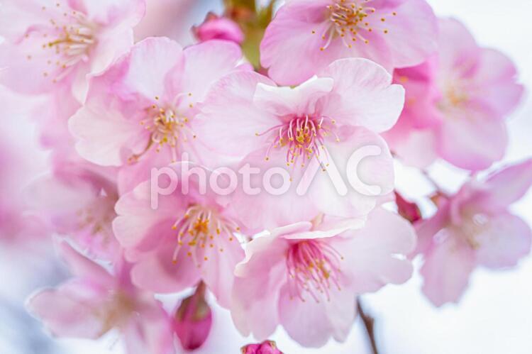 透明感のある桜の花のアップ 桜,グラデーション,春の写真素材