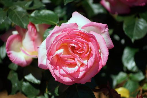 Aramaki Rose Garden 15 Princess de Monaco, JPG Aramaki Rose Garden 15 Princess de Monaco, JPG