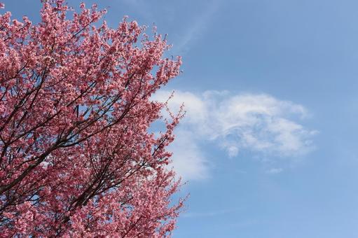 満開のオカメザクラと青い空 満開のオカメザクラと青い空の写真