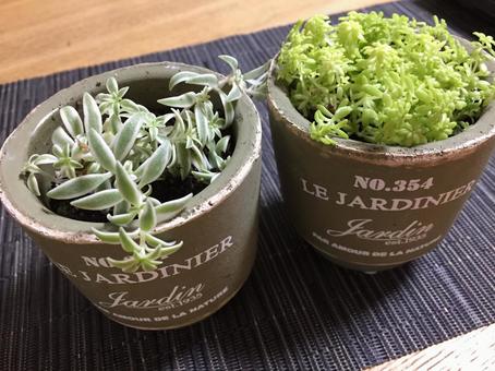 多肉植物 多肉植物の写真