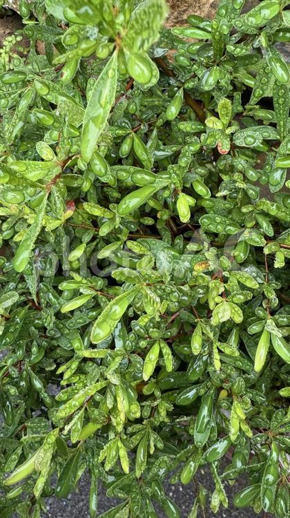 雨の日、緑の葉っぱの水滴 しずく,雨,葉っぱの写真素材