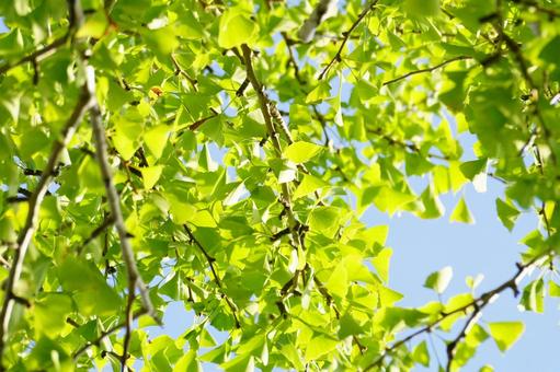 イチョウの写真