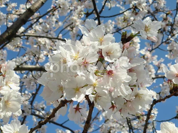 美しい花を咲かせるソメイヨシノ 桜,春,風景の写真素材