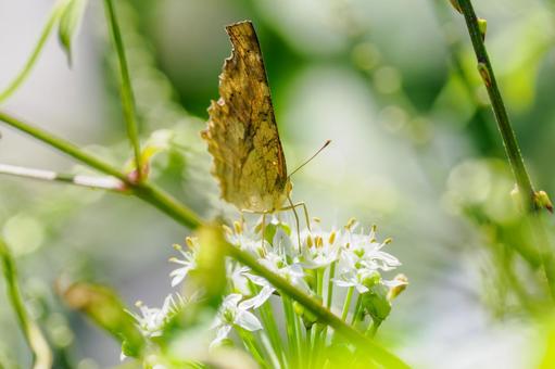 キタテハ(29) キタテハ(29) 蝶,キタテハ,昆虫の写真素材