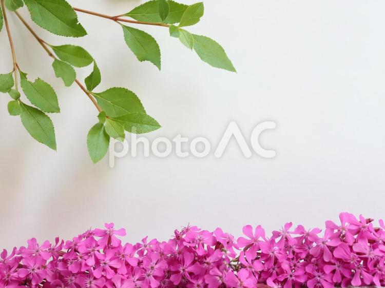 白壁とピンクの小さい花と葉っぱの背景画像 花,屋内,室内の写真素材