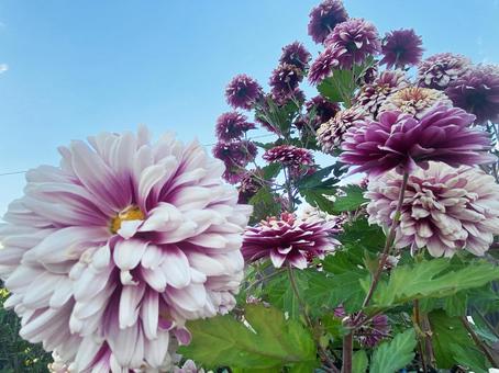菊と空 ピンク,自然,風景の写真素材
